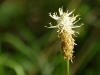 ecogite - randos nature - flore